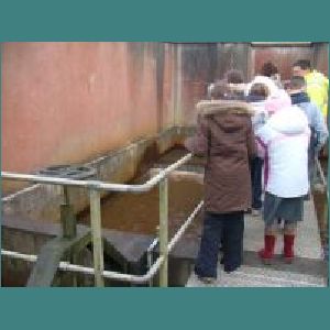Water plant 007.jpg